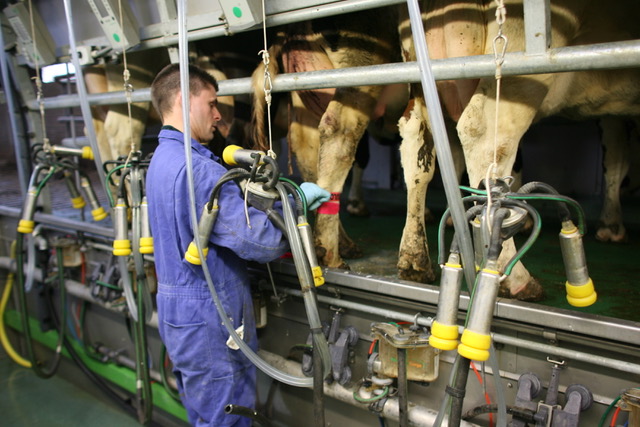 Foto Colocación de una banda en la pata de la vaca en la sala de ordeño