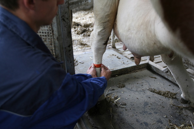 Foto Colocación de una banda en la pata de la vaca en la zona de tratamiento