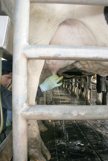 Foto del despunte de la leche