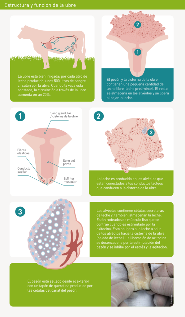  Anatomía de la ubre