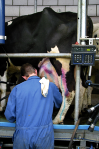 Milchviehhalter behandelt Mastitis bei einer Kuh