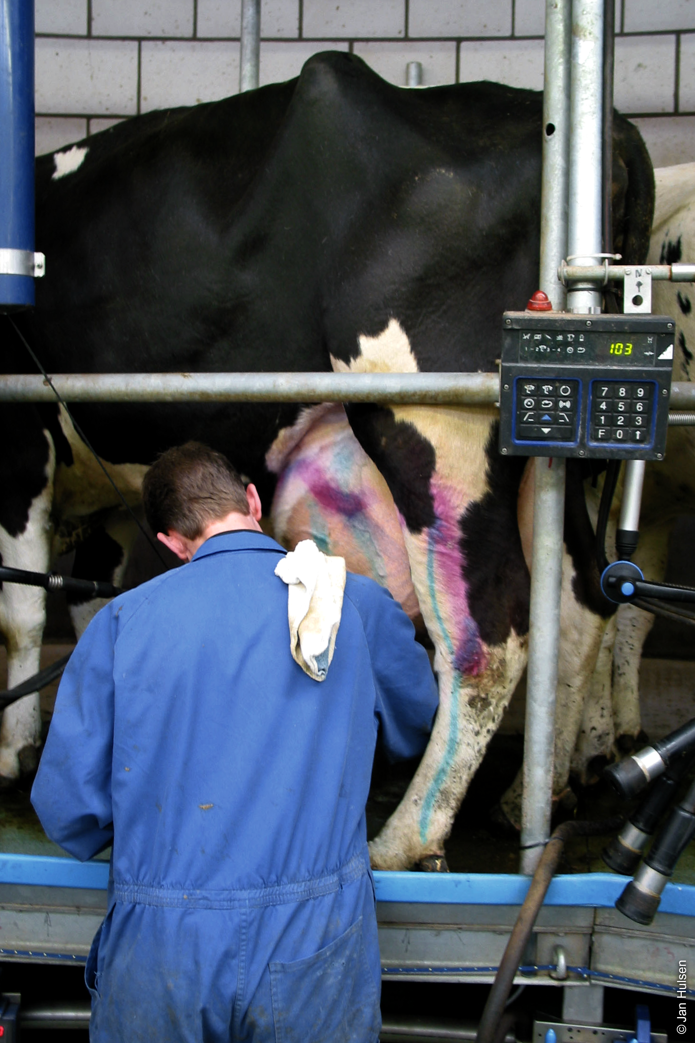 Marked cow in the parlour