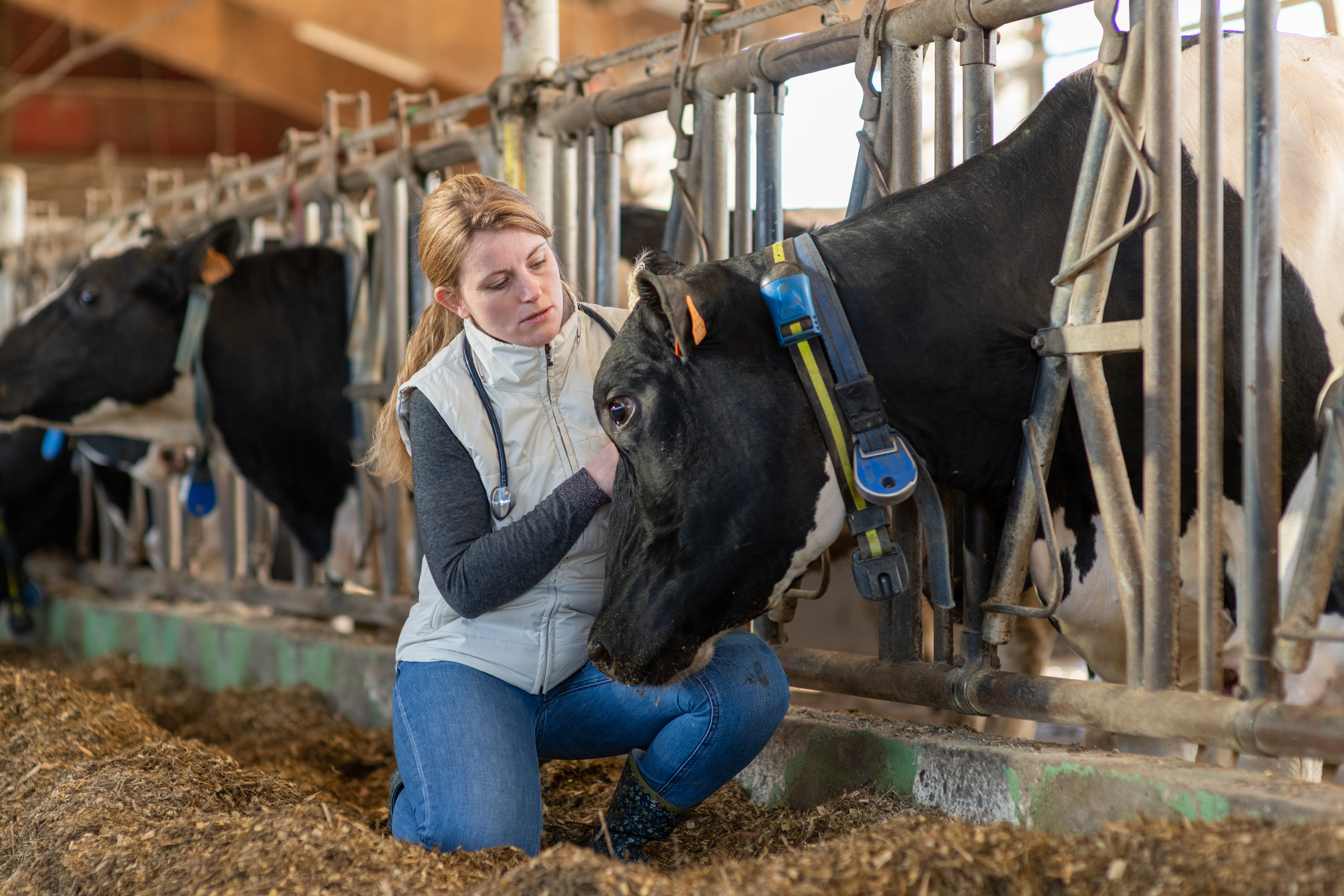 El plan de cinco pasos para el control de la mastitis