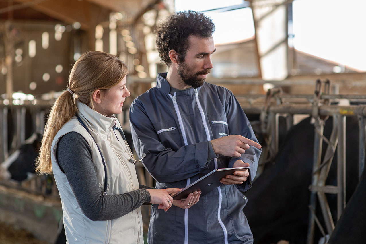 Establecimiento de un plan de tratamiento eficaz para la mastitis a nivel de granja