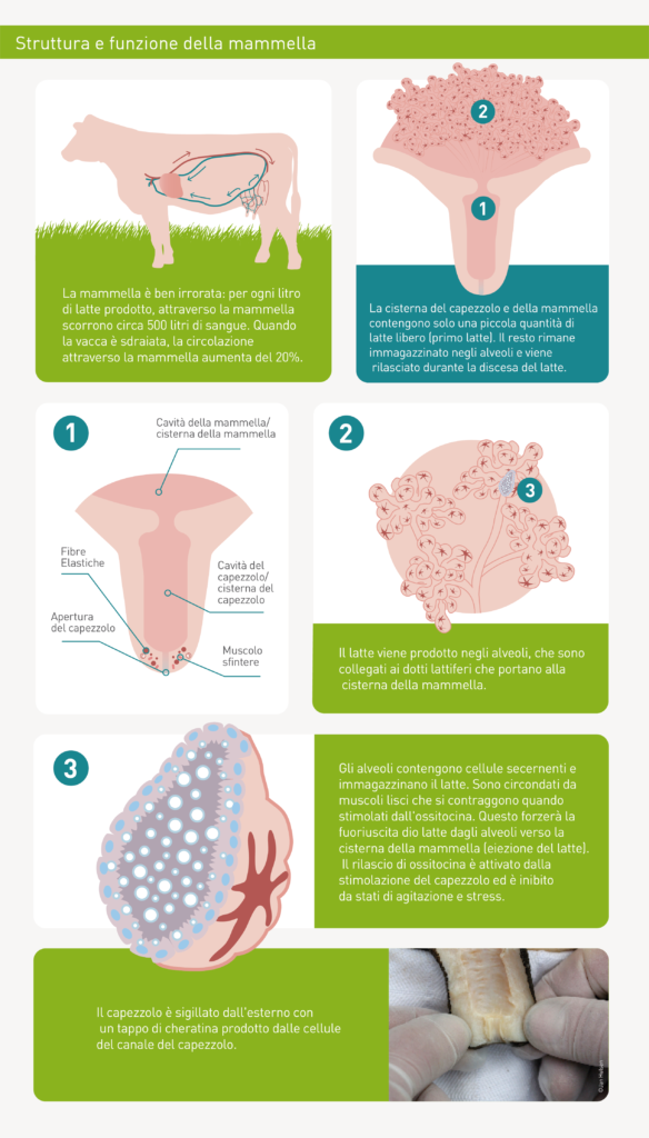 Anatomia della mammella