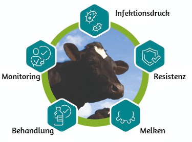 mastitis behandlung bei kuehen bild 1