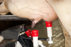 Successful milking: a milking machine in good working order