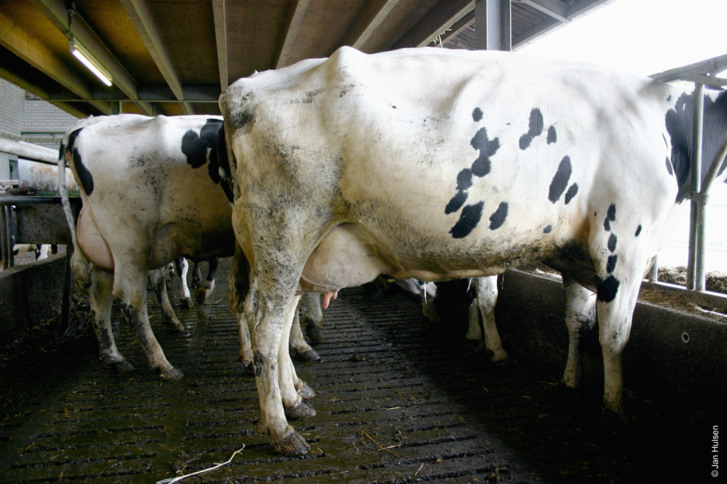 Was könnten uns Kühe über die Betriebshygiene sagen?