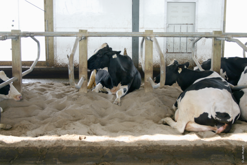 Liegeflächen: Welche Einstreu ist für Milchkühe empfehlenswert?