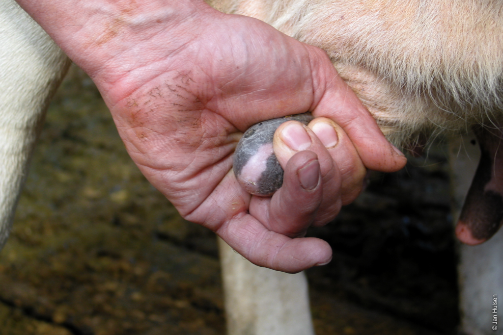 Die Trockenstehzeit bei Kühen: Vorbereitung auf die nächste Laktation